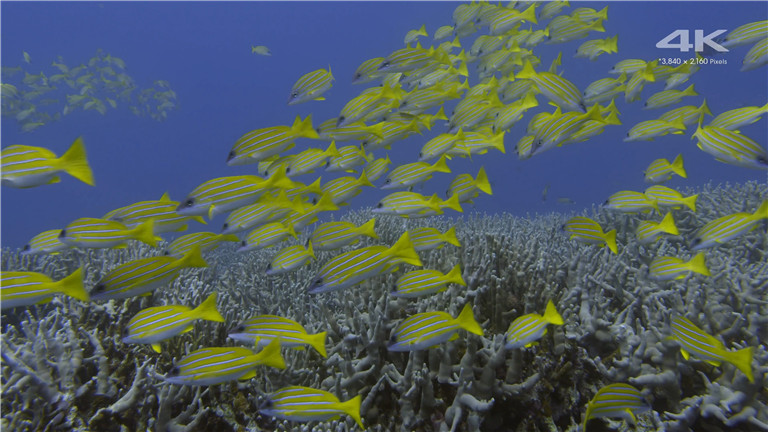 [索尼.4K.演示片] 水族馆Sony 4K Demo- Aquarium.mp4_20160110_165247.531.jpg