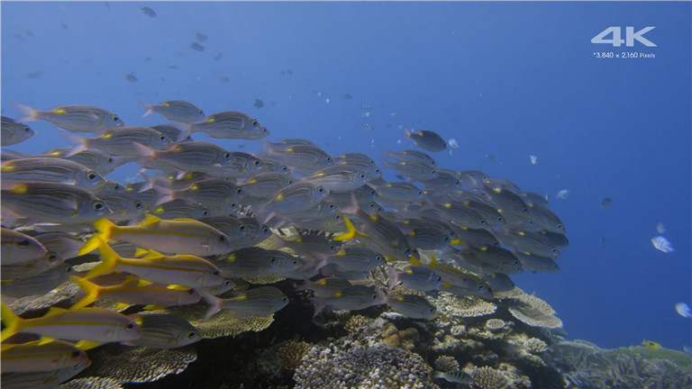 [索尼.4K.演示片] 水族馆Sony 4K Demo- Aquarium.mp4_20160110_165322.453.jpg