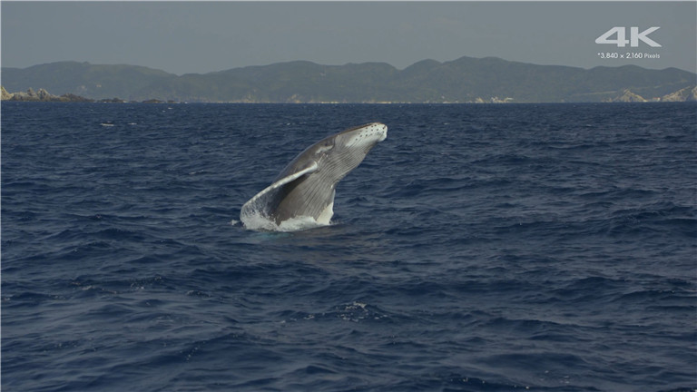 [索尼.4K.演示片] 水族馆Sony 4K Demo- Aquarium.mp4_20160110_165445.093.jpg