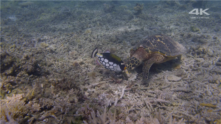 [索尼.4K.演示片] 水族馆Sony 4K Demo- Aquarium.mp4_20160110_165348.046.jpg