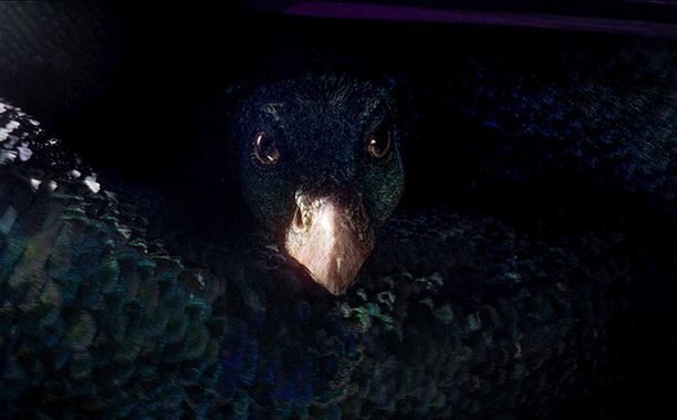 beasts_0.jpg
