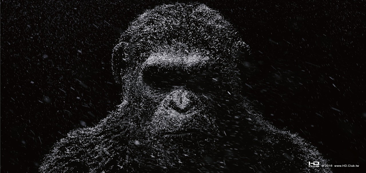 apesgallery.jpg