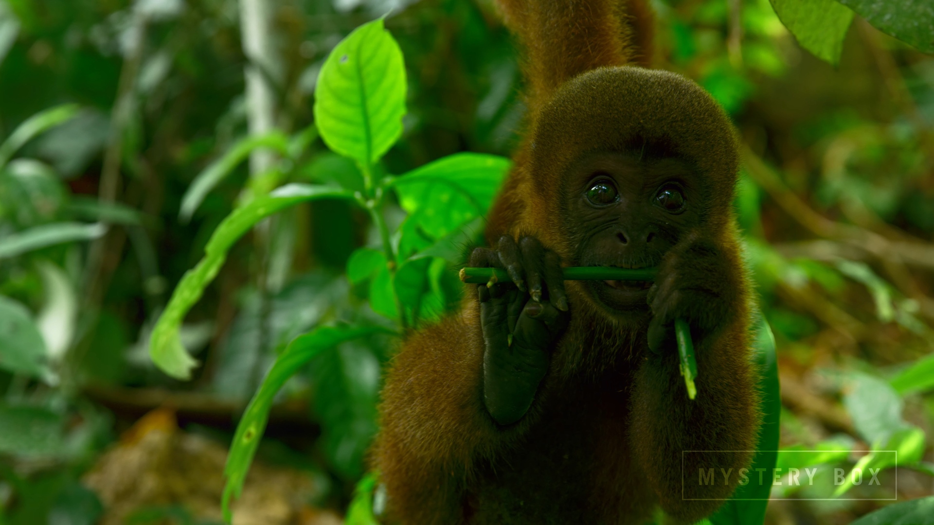 [J&amp;K.8K.视频] 秘鲁Peru 60FPS VP9.webm_000050.851.jpg