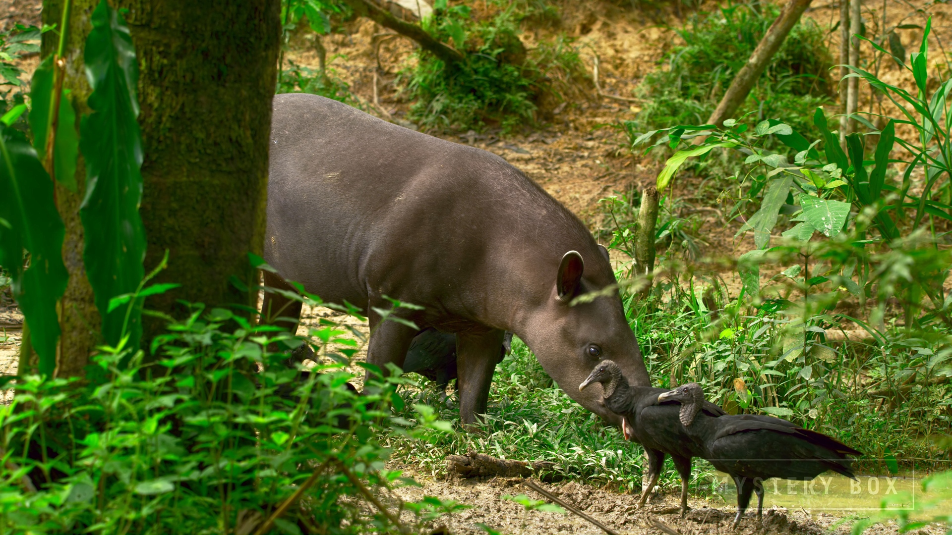 [J&amp;K.8K.视频] 秘鲁Peru 60FPS VP9.webm_000114.728.jpg