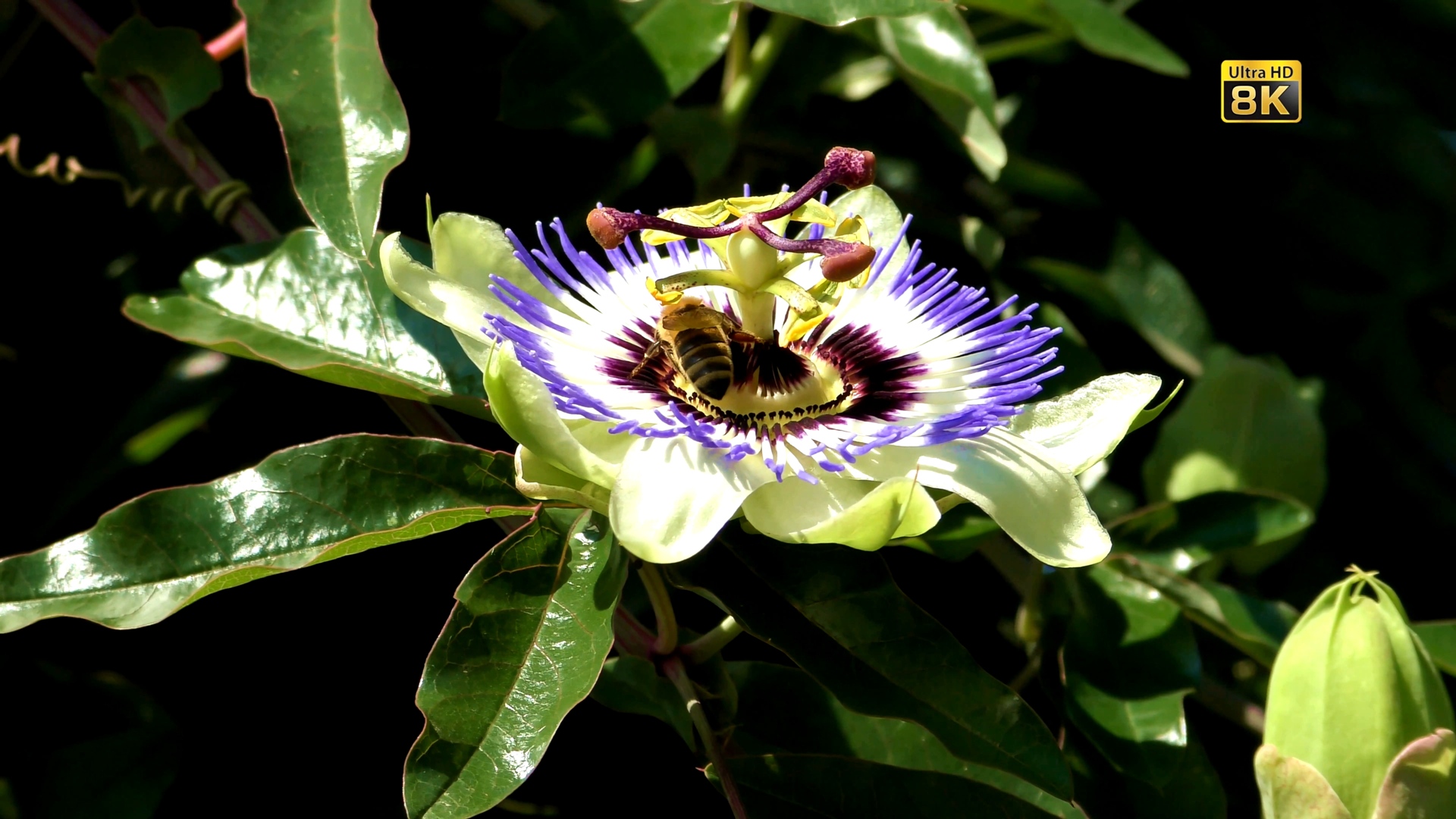 [8K超清视频] 维也纳 8K卓越的印象Exceptional impressions from Vienna 8K.mp4_00010.jpg