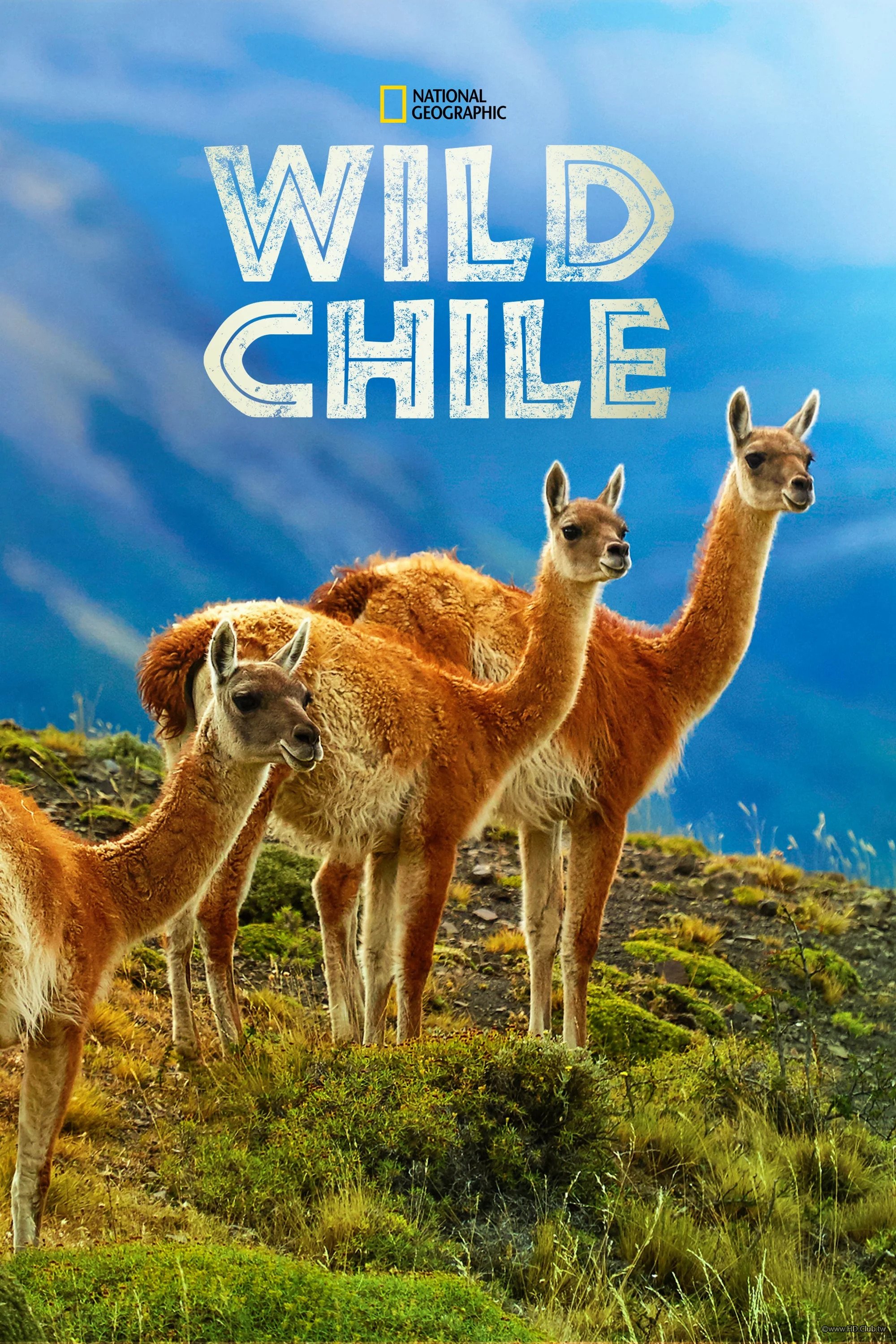Wild Chile(野性智利).jpg