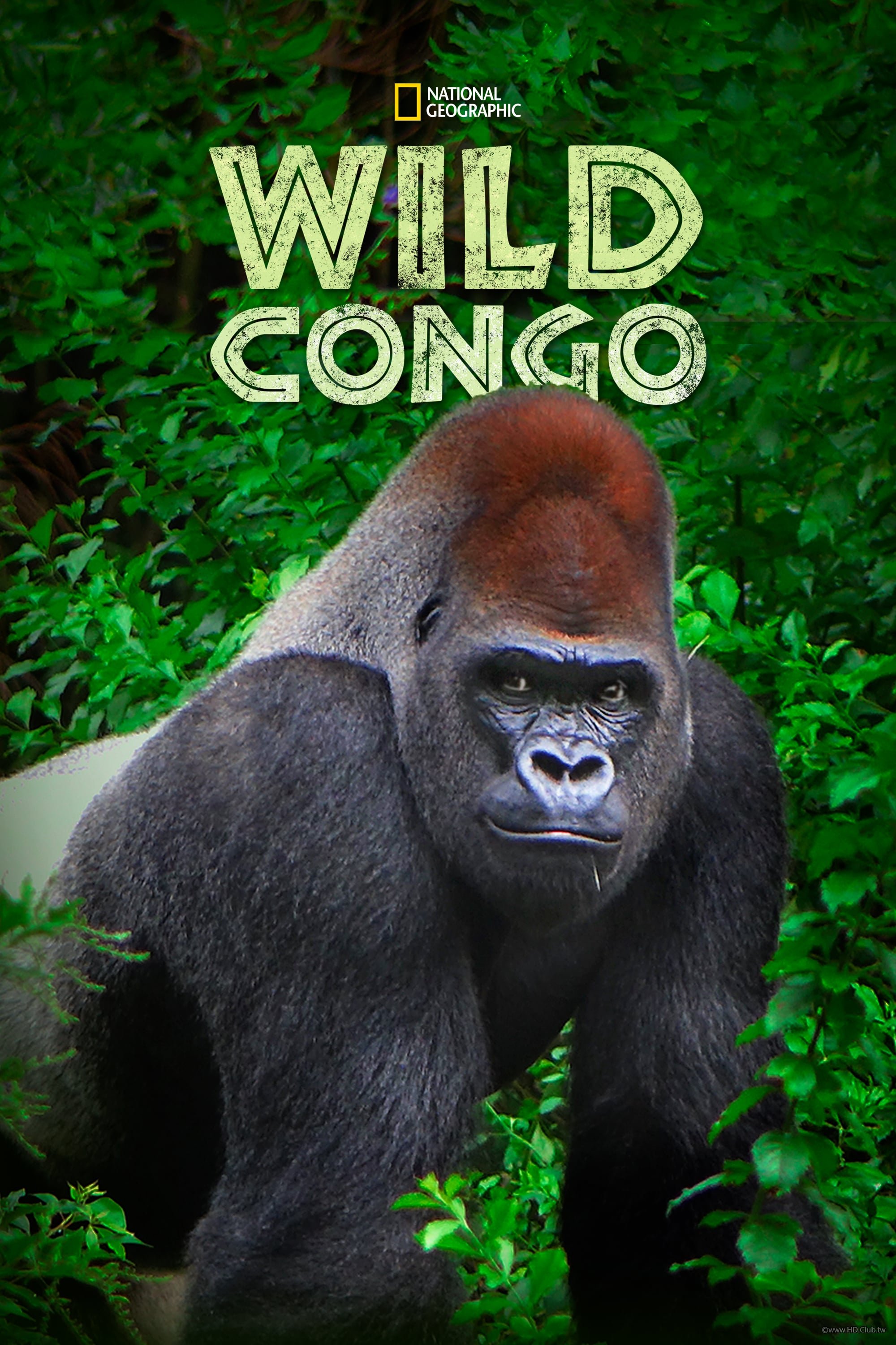 Wild Congo S01(野性剛果 第一季).jpg