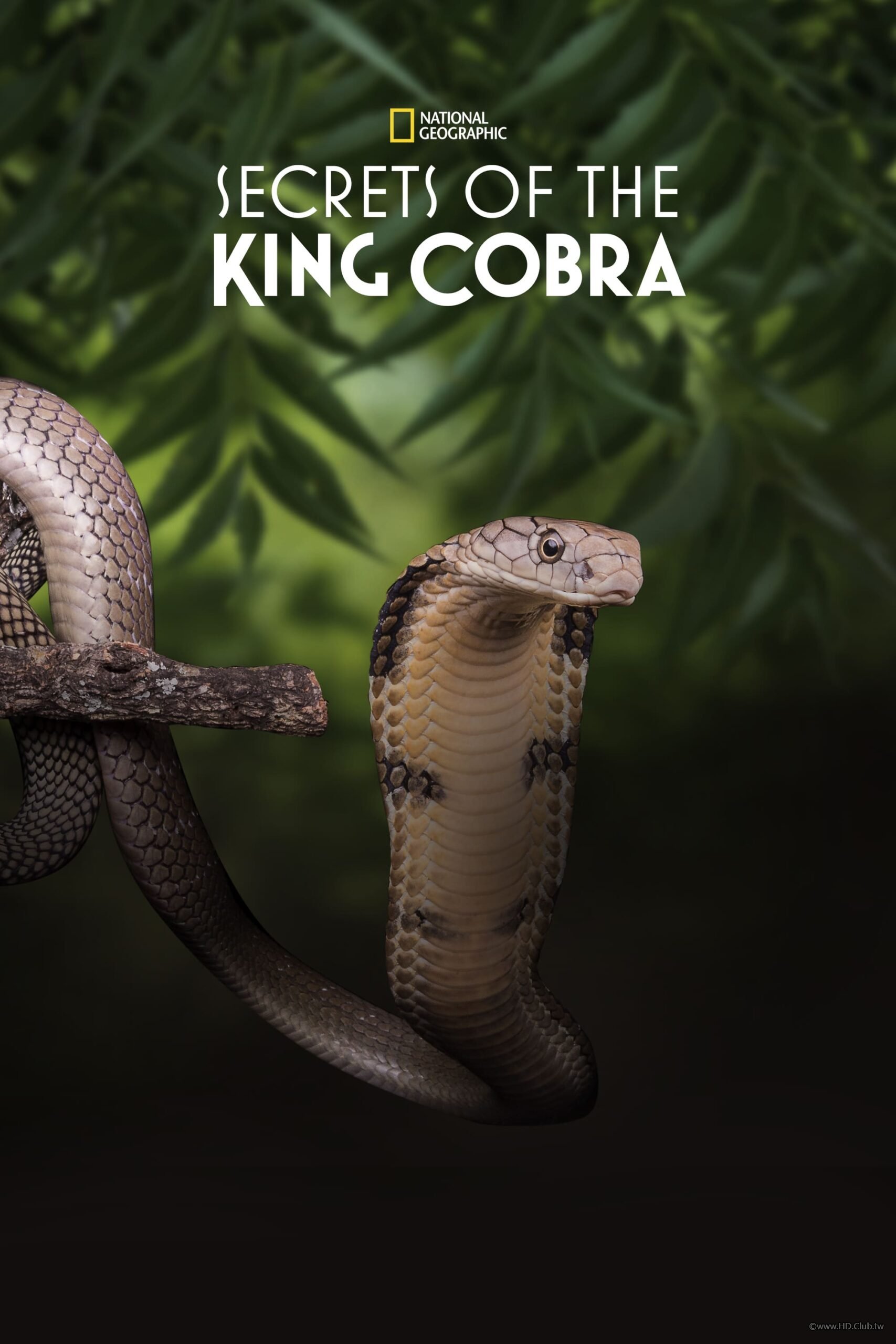 Secrets of the King Cobra(眼鏡王蛇的袐密).jpg