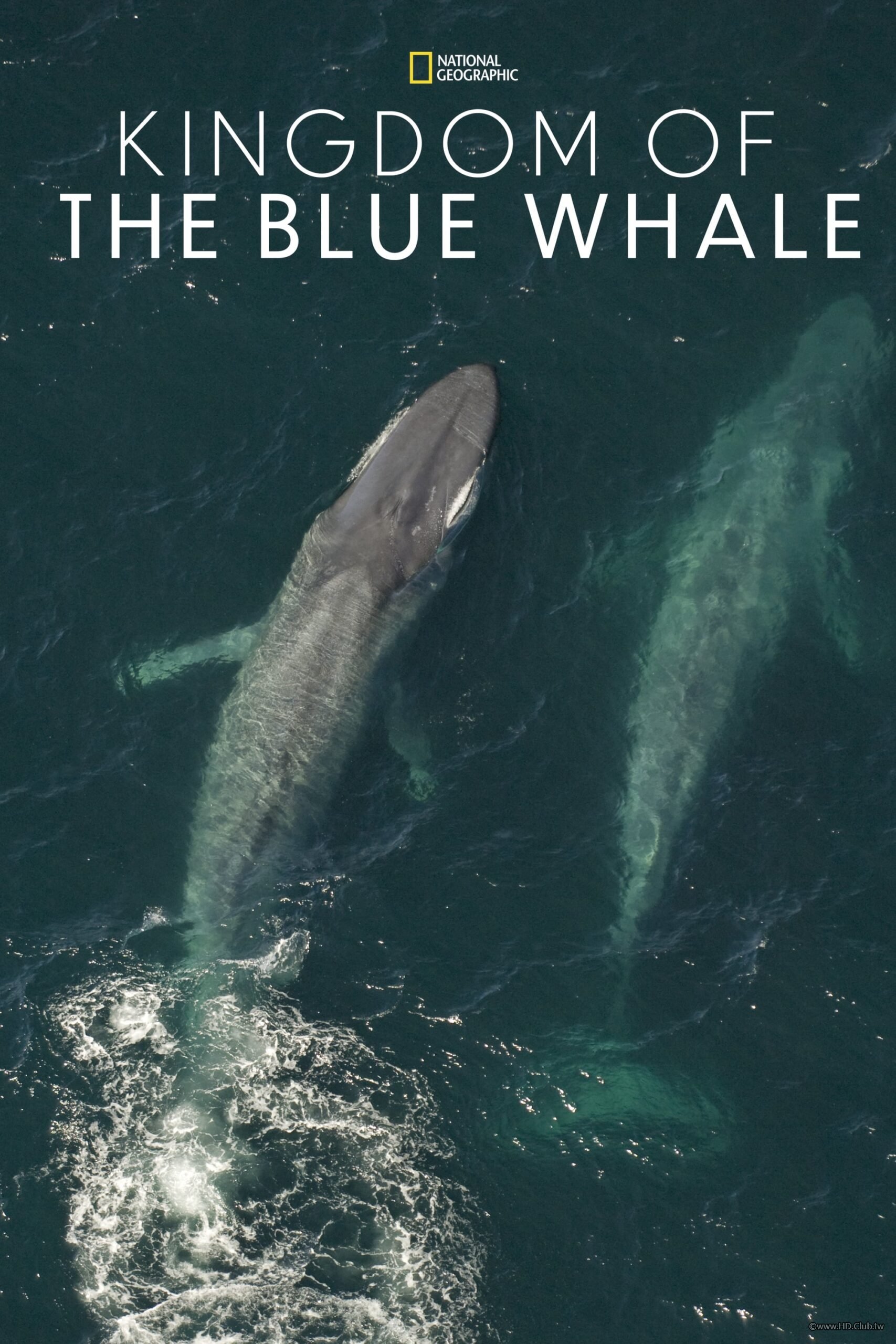 Kingdom of the Blue Whale(大藍鯨).jpg