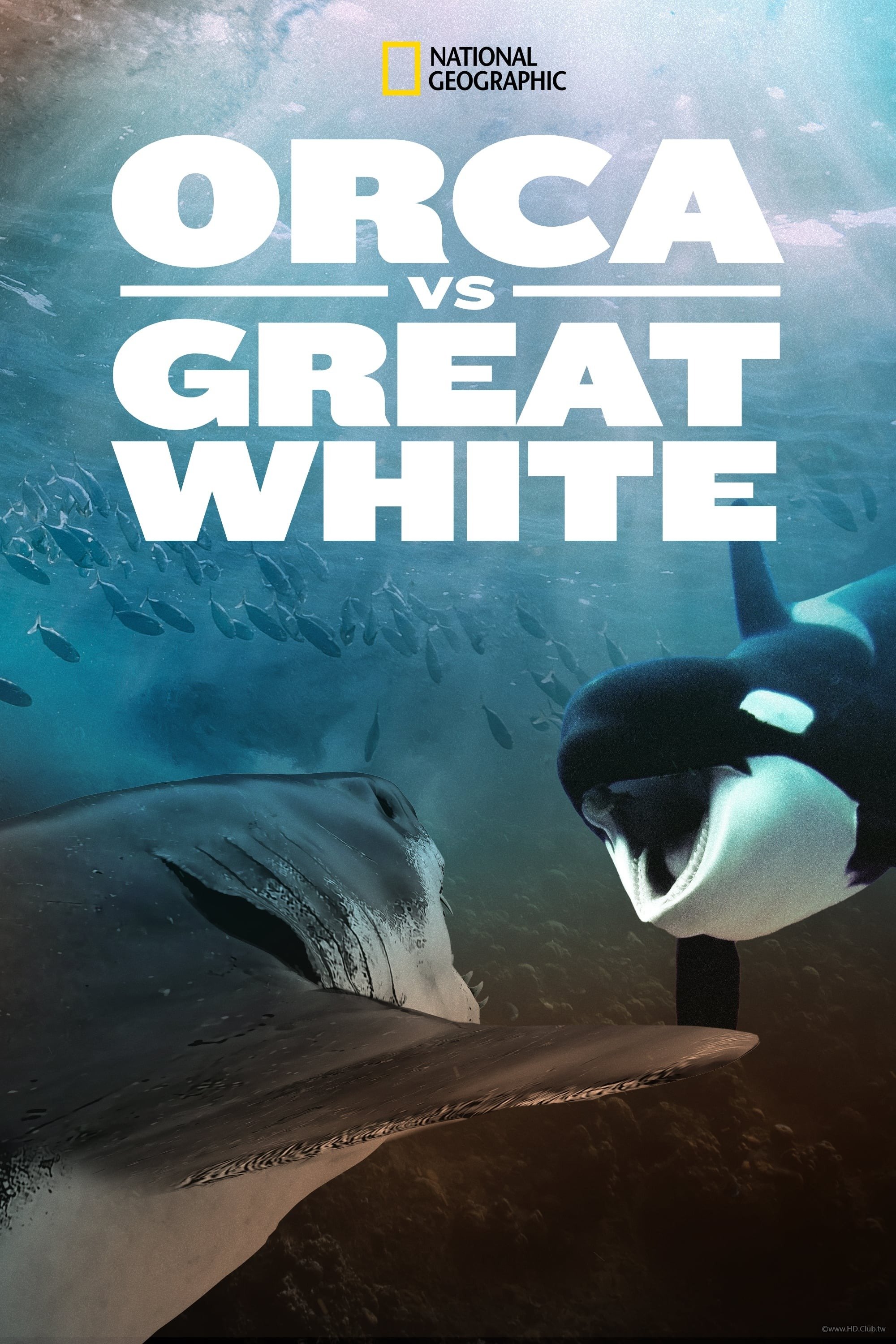 Orca vs. Great White(虎鯨對上大白鯊).jpg