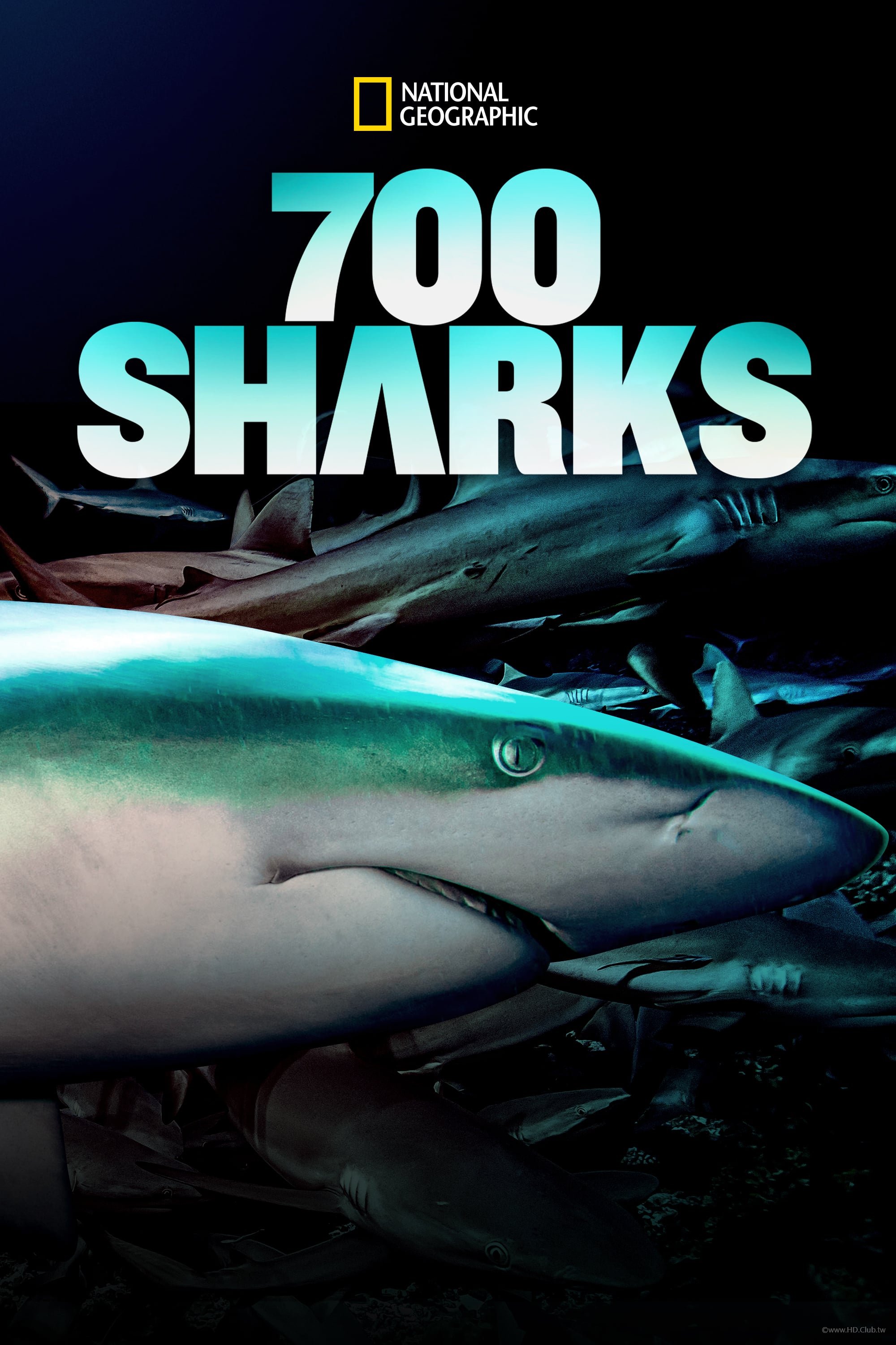700 Sharks(鯊魚700壯士).jpg
