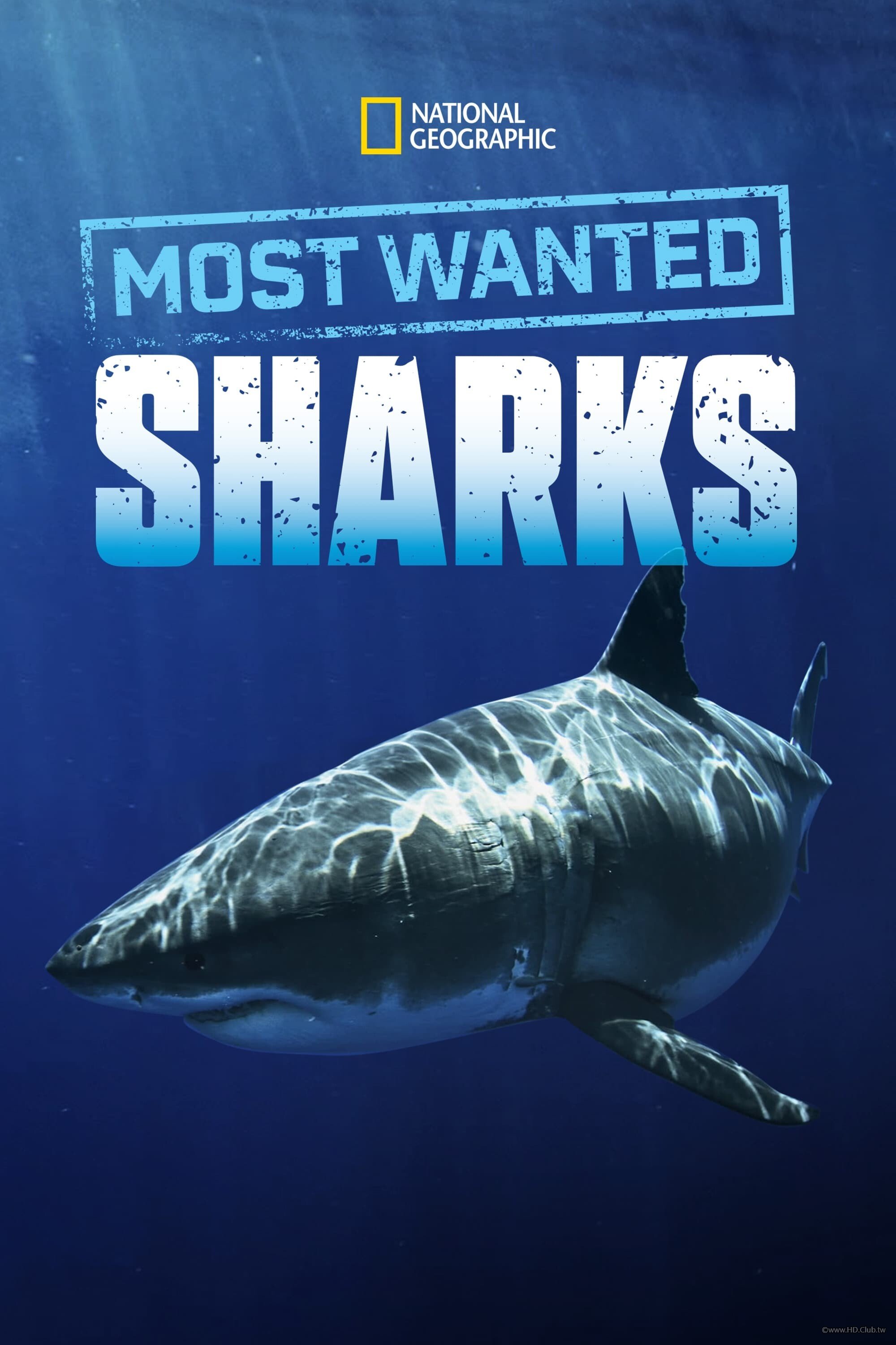 Most Wanted Sharks(世界名鯊).jpg