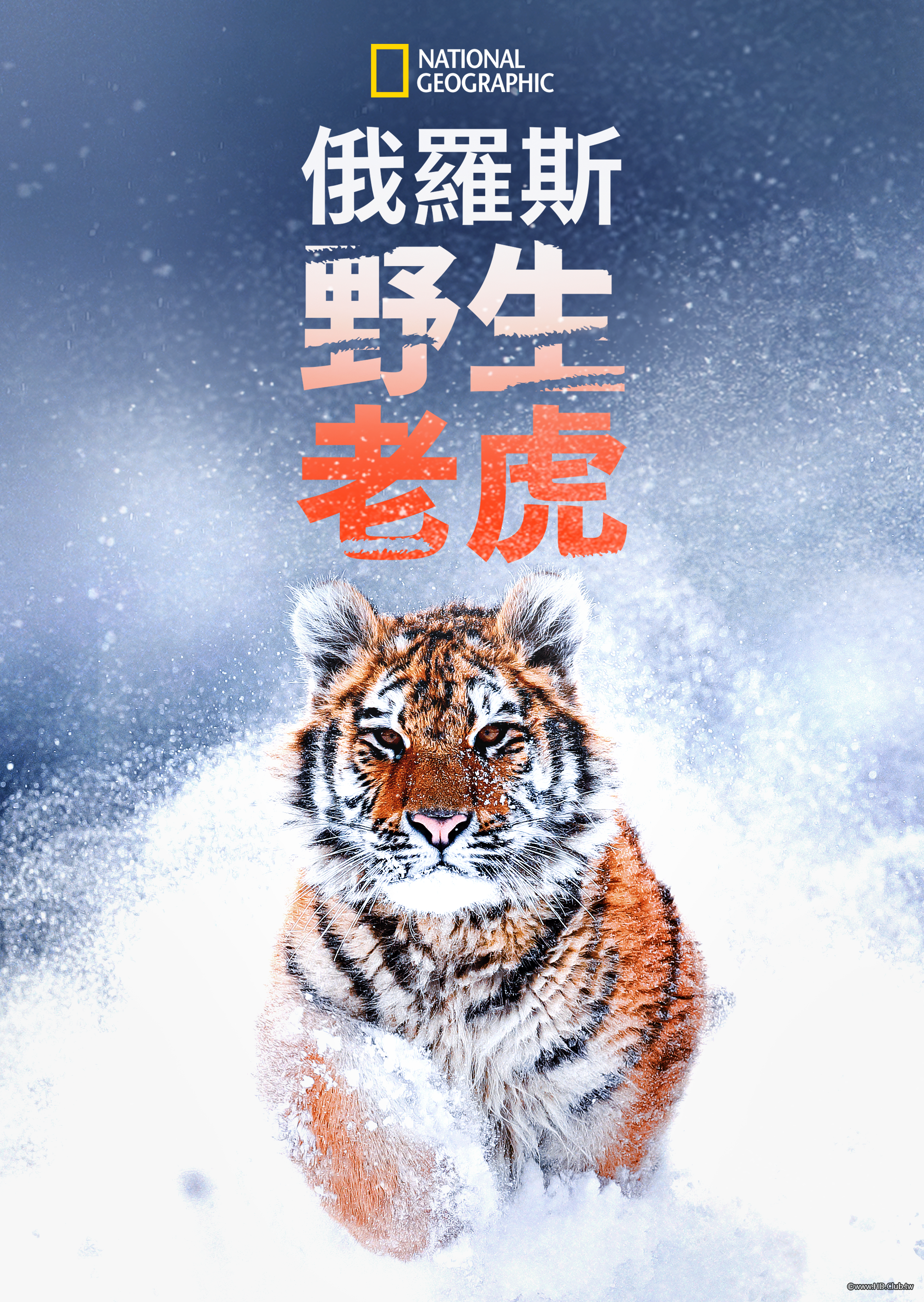 Russia&#039;s Wild Tiger.png