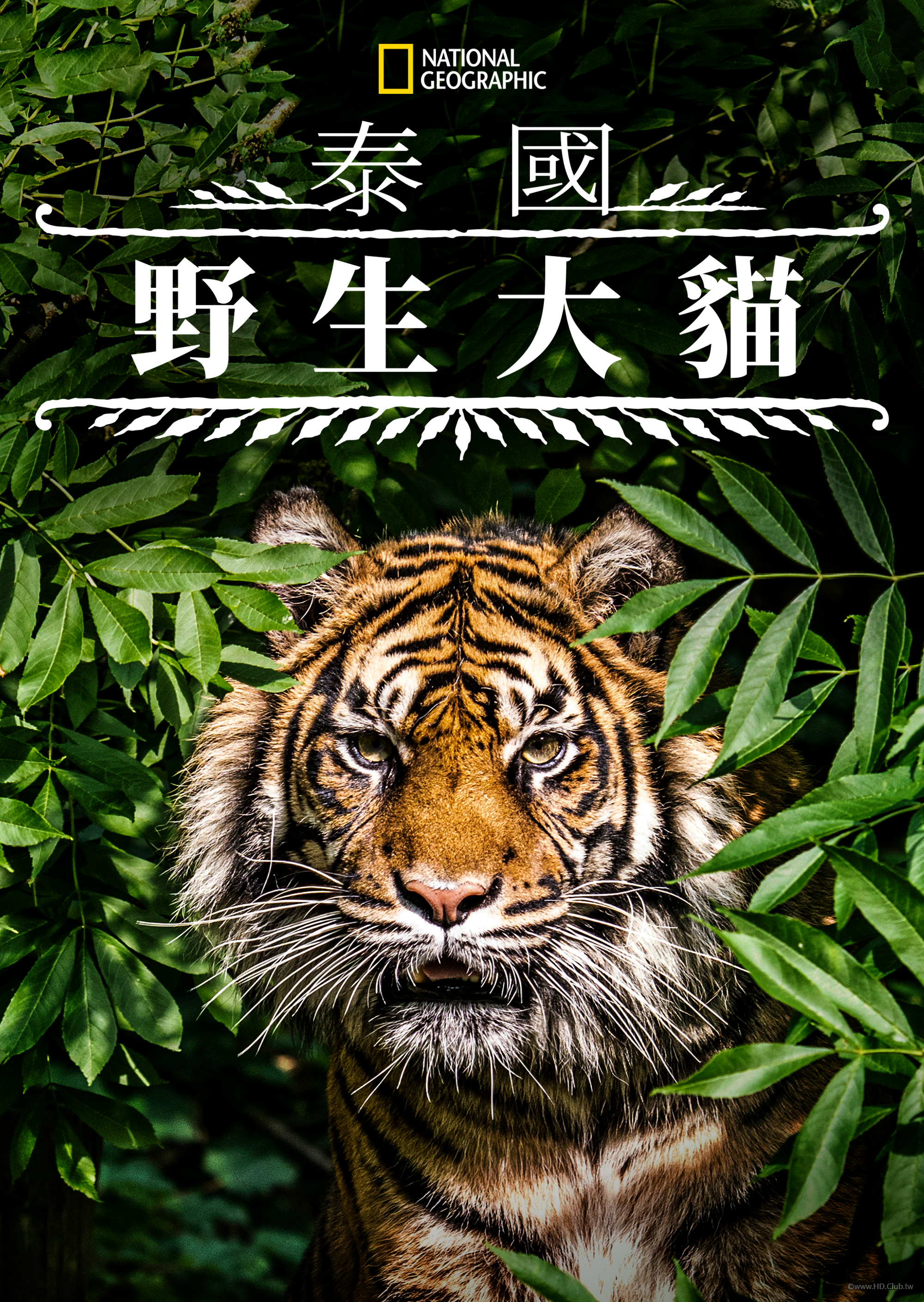 Thailand&#039;s Wild Cats(泰國野生大貓).png