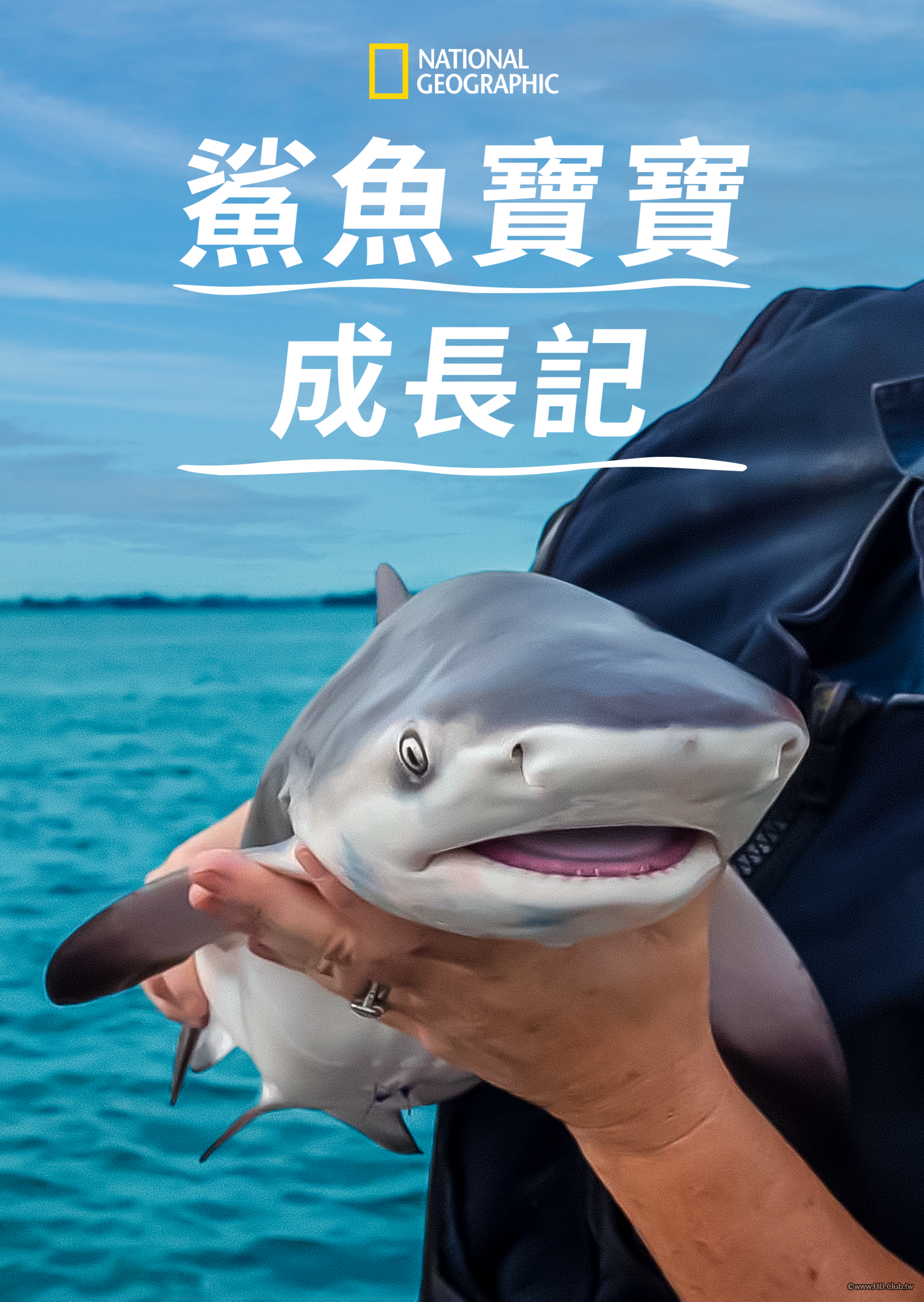 Baby Sharks(鯊魚寶寶成長記).png