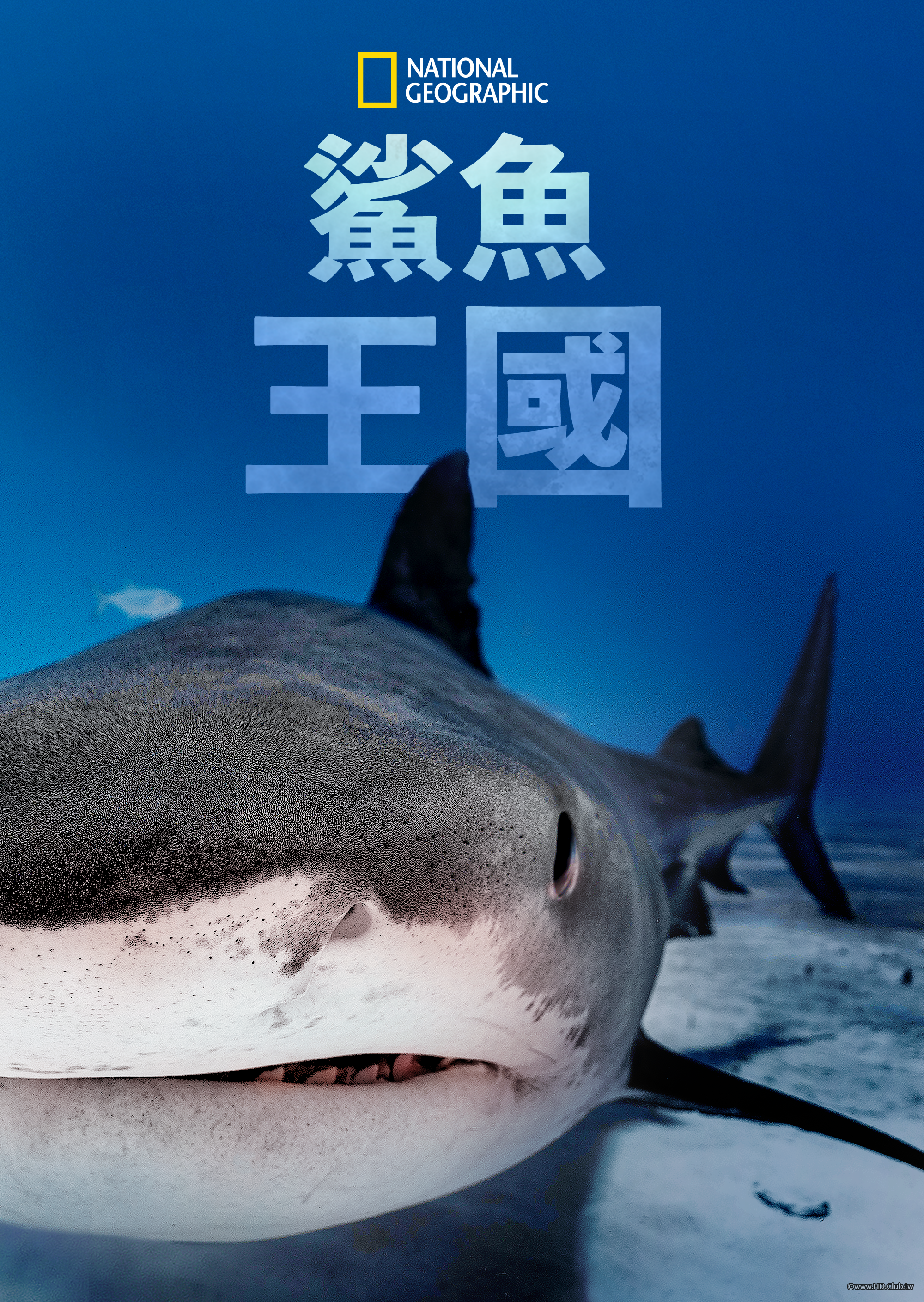 Big Sharks Rule(鯊魚王國).png