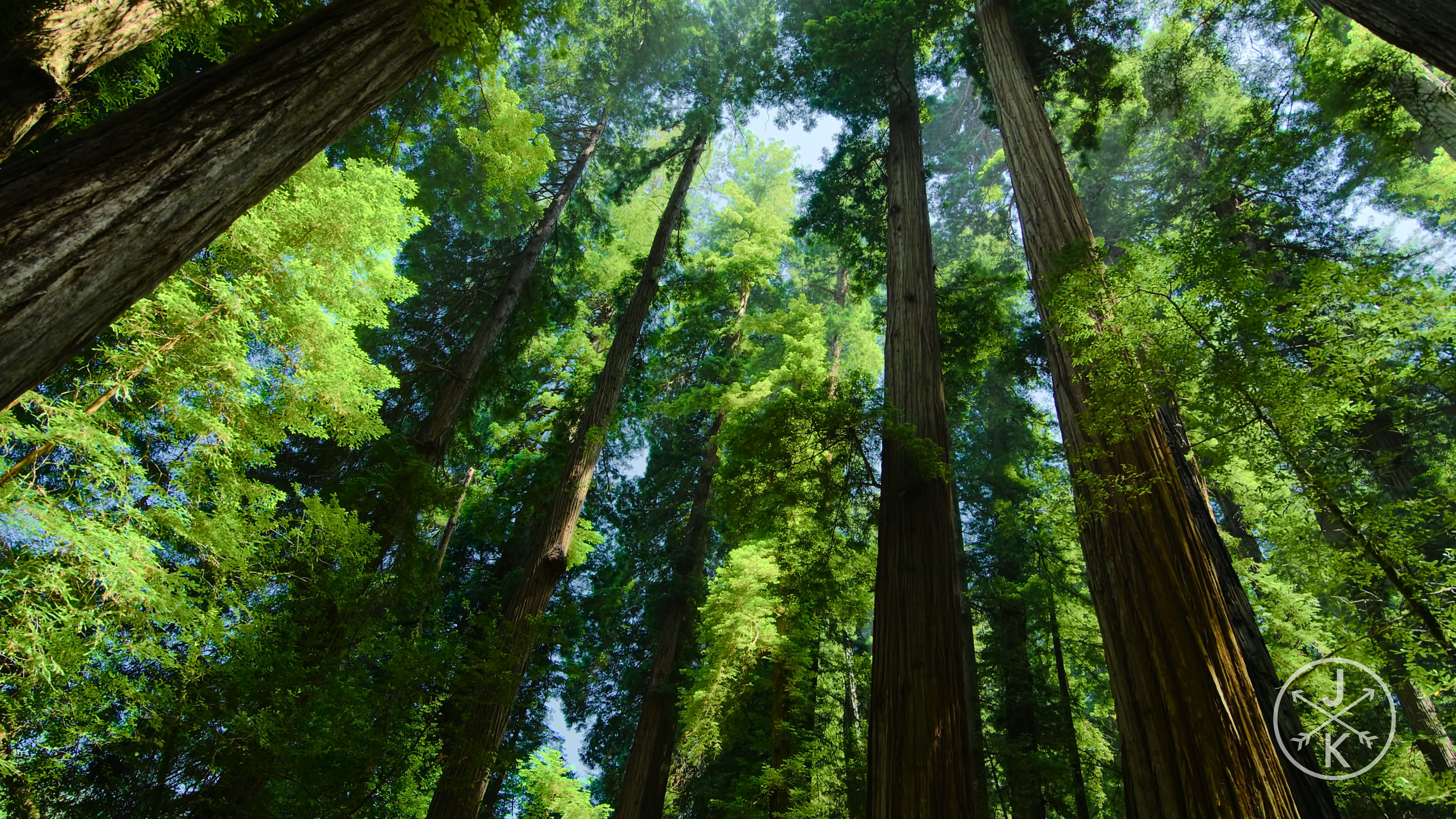 [HDR.J&K.8K.视频] 红杉 Redwoods 8k 60p HDR in 2022.mp4_20240208_115346.729.jpg