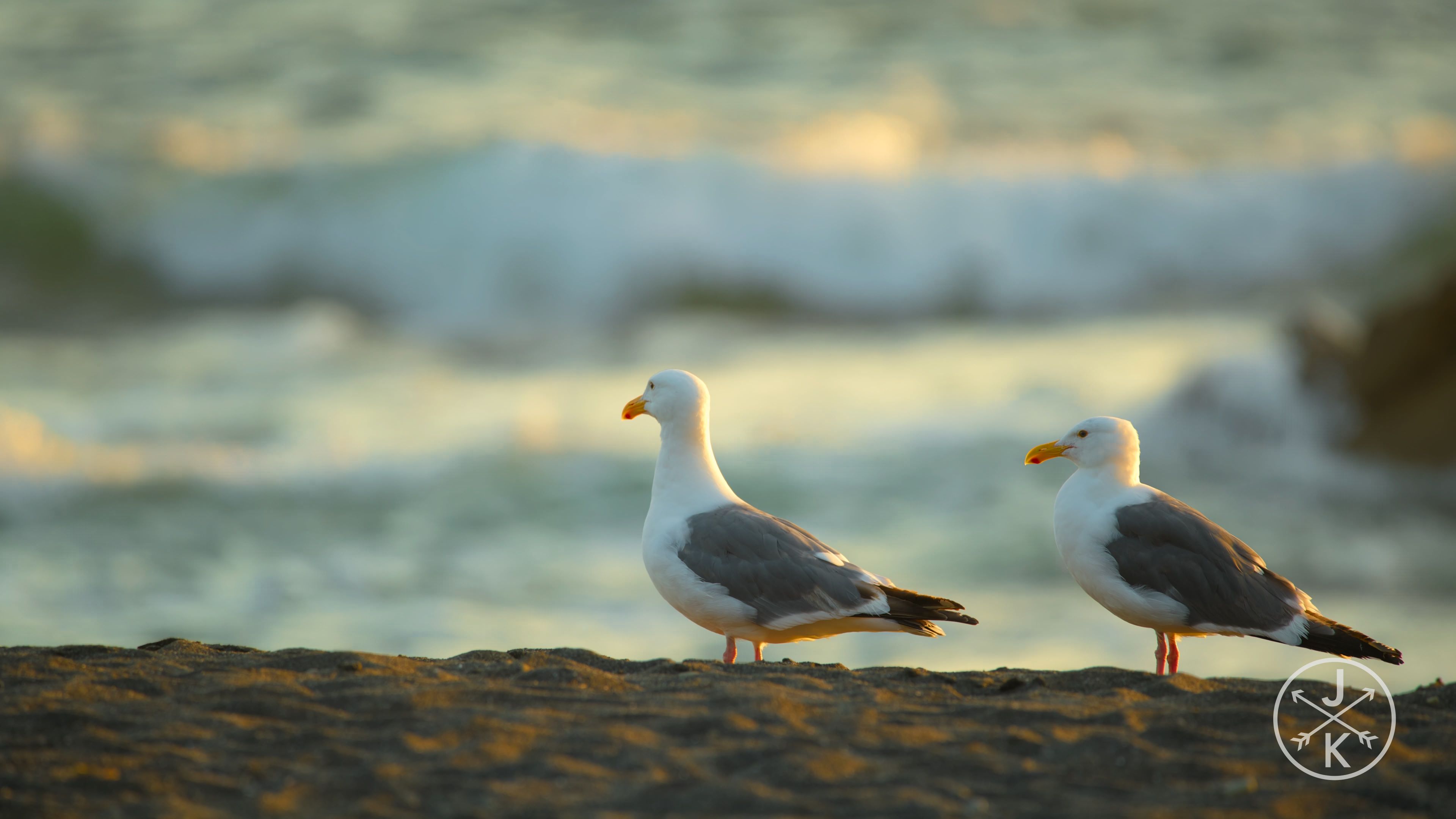 [HDR.J&K.8K.视频] 红杉 Redwoods 8k 60p HDR in 2022.mp4_20240208_115543.555.jpg