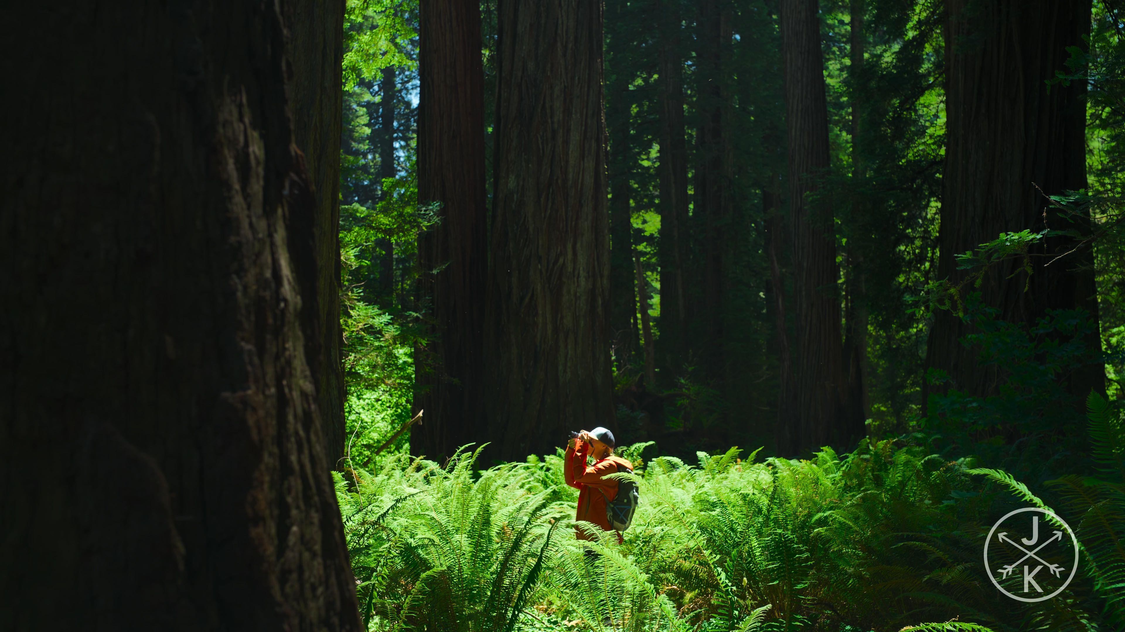 [HDR.J&K.8K.视频] 红杉 Redwoods 8k 60p HDR in 2022.mp4_20240208_115604.812.jpg