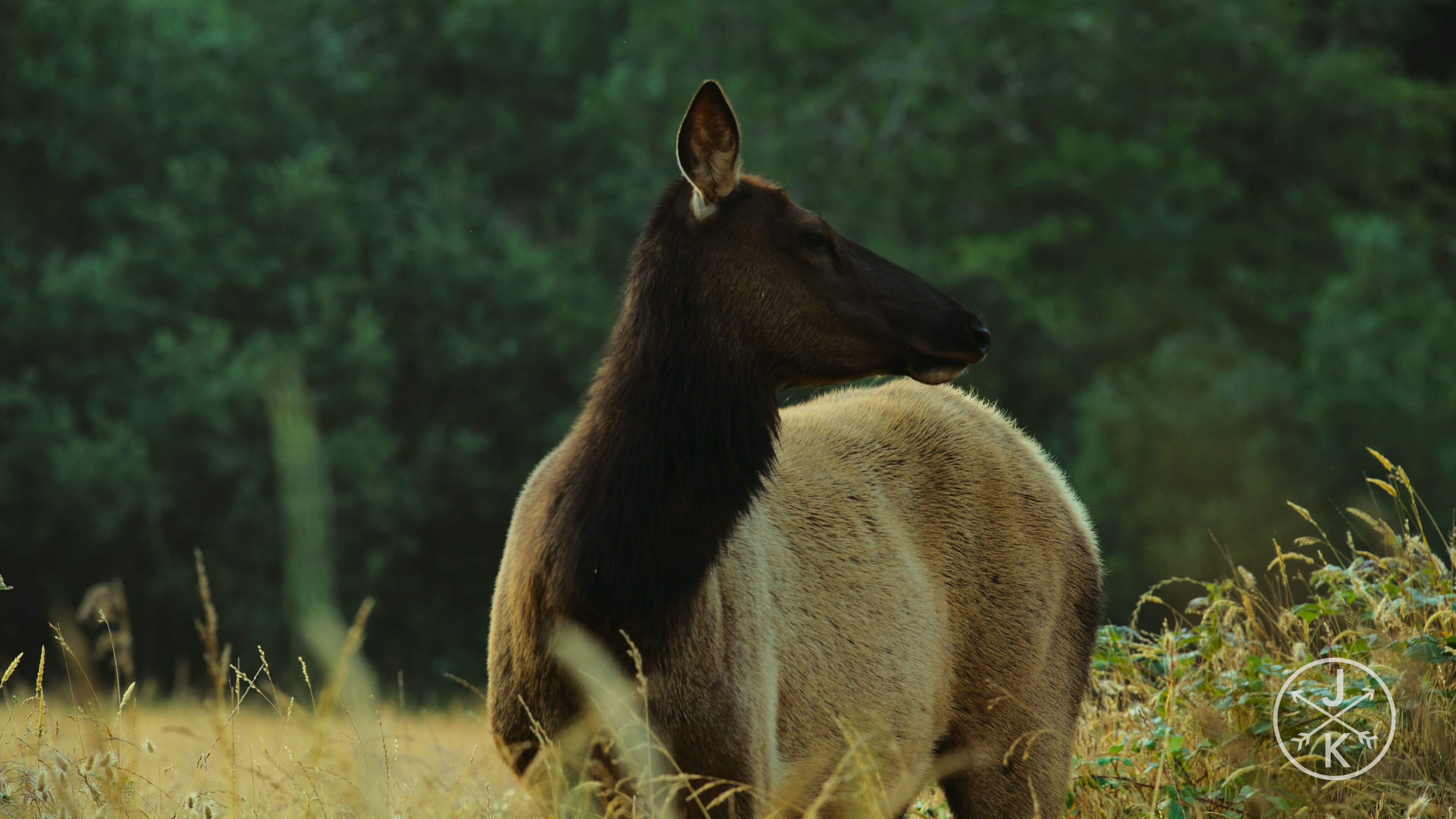 [HDR.J&K.8K.视频] 红杉 Redwoods 8k 60p HDR in 2022.mp4_20240208_115648.907.jpg