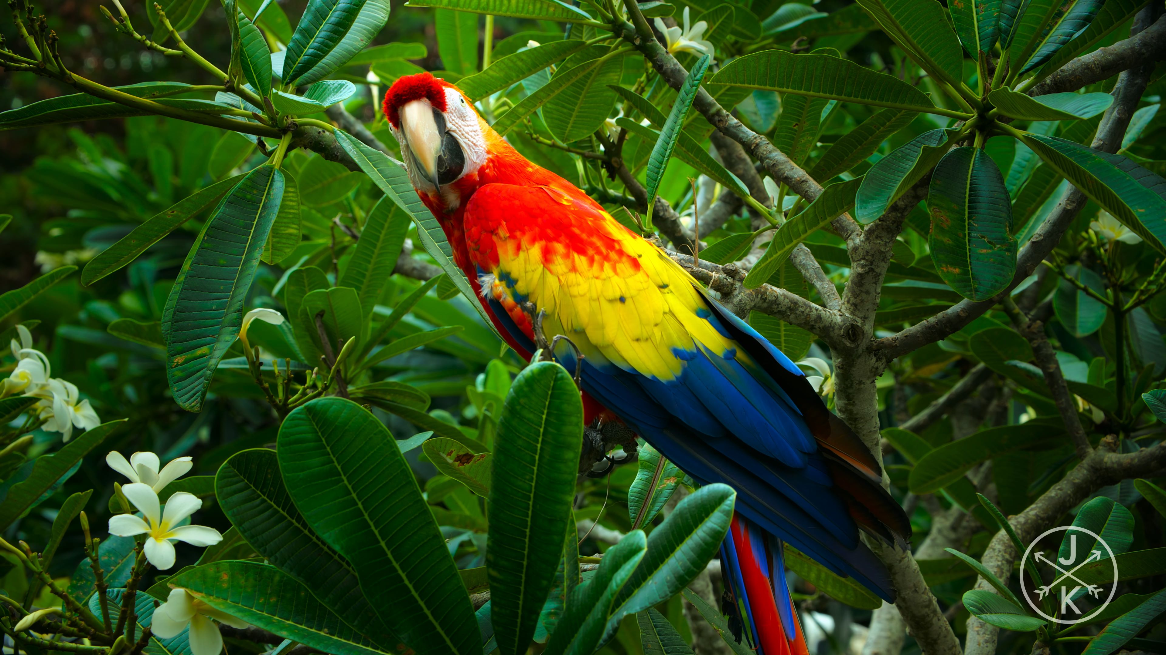 [HDR.J&K.8k.视频] 夏威夷 Hawaii in 8K HDR 60FPS.mp4_20240208_115839.329.jpg