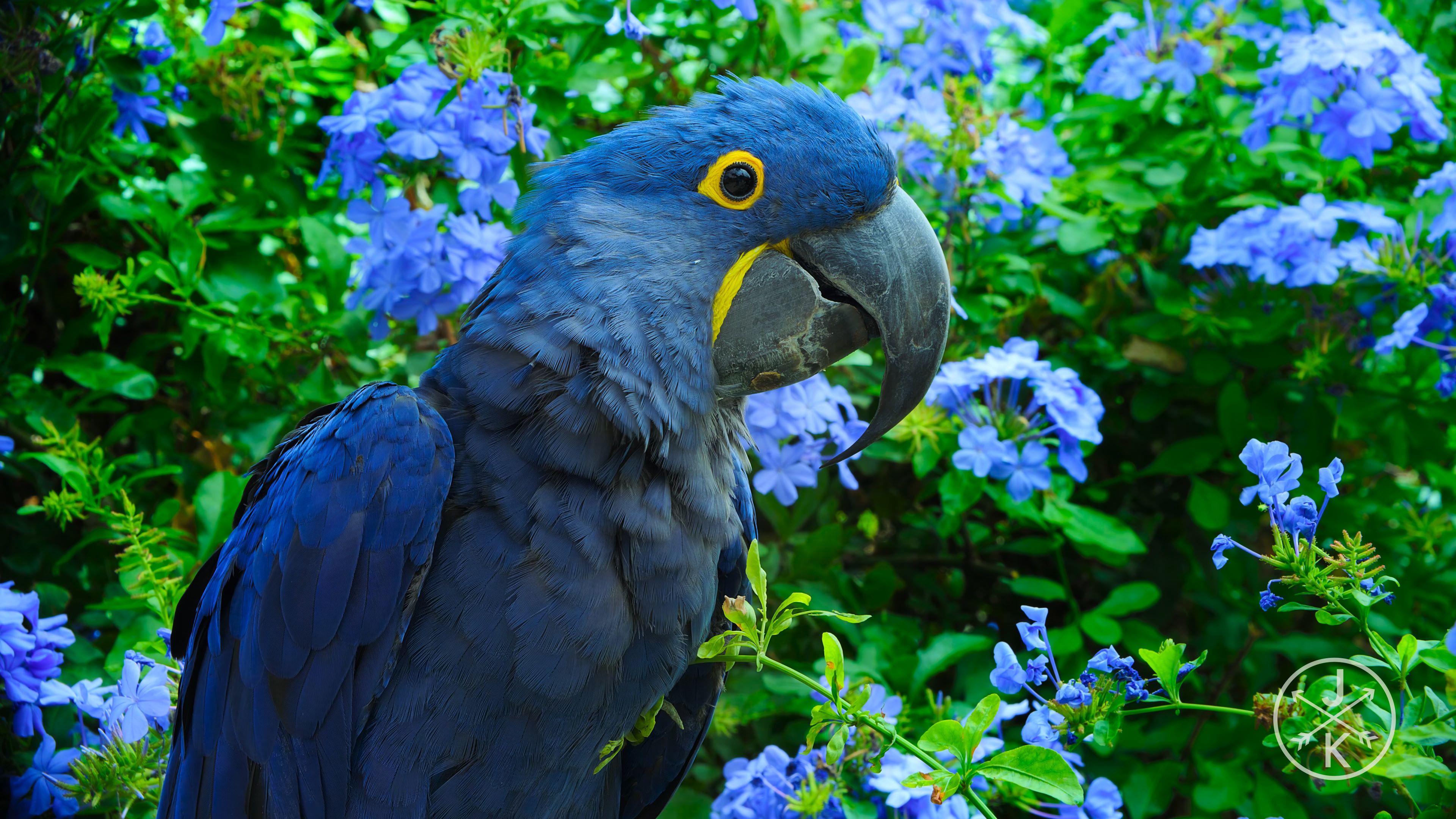 [HDR.J&K.8k.视频] 夏威夷 Hawaii in 8K HDR 60FPS.mp4_20240208_115942.081.jpg