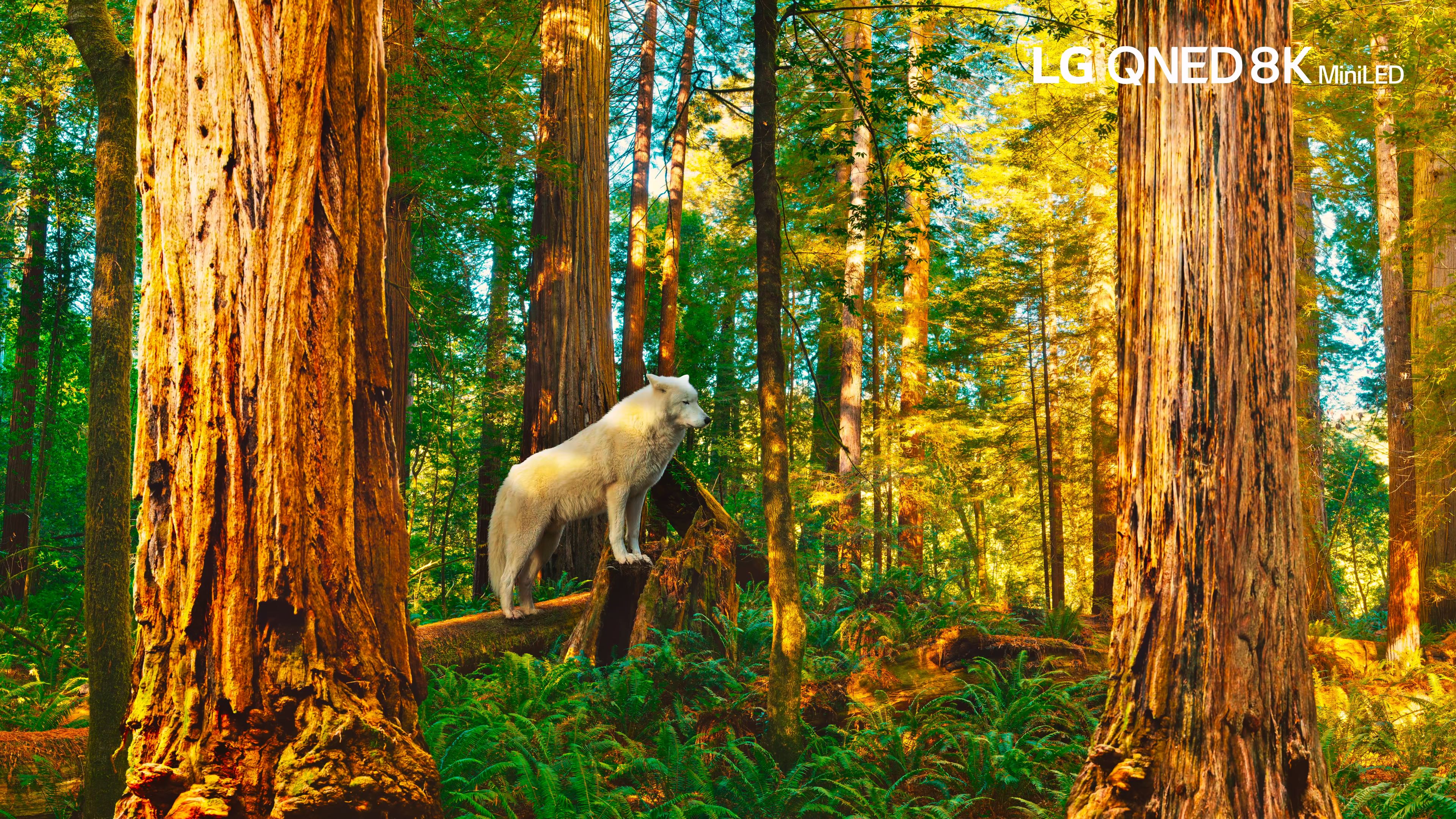 [HDR.LG.8K.演示片] 阳光 LG QNED 8K MiniLED │Shine 8K HDR 60fps.mp4_20240208_120.jpg