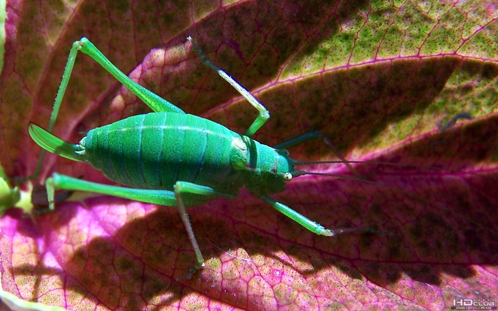 11bushcricket_1680x1050.jpg