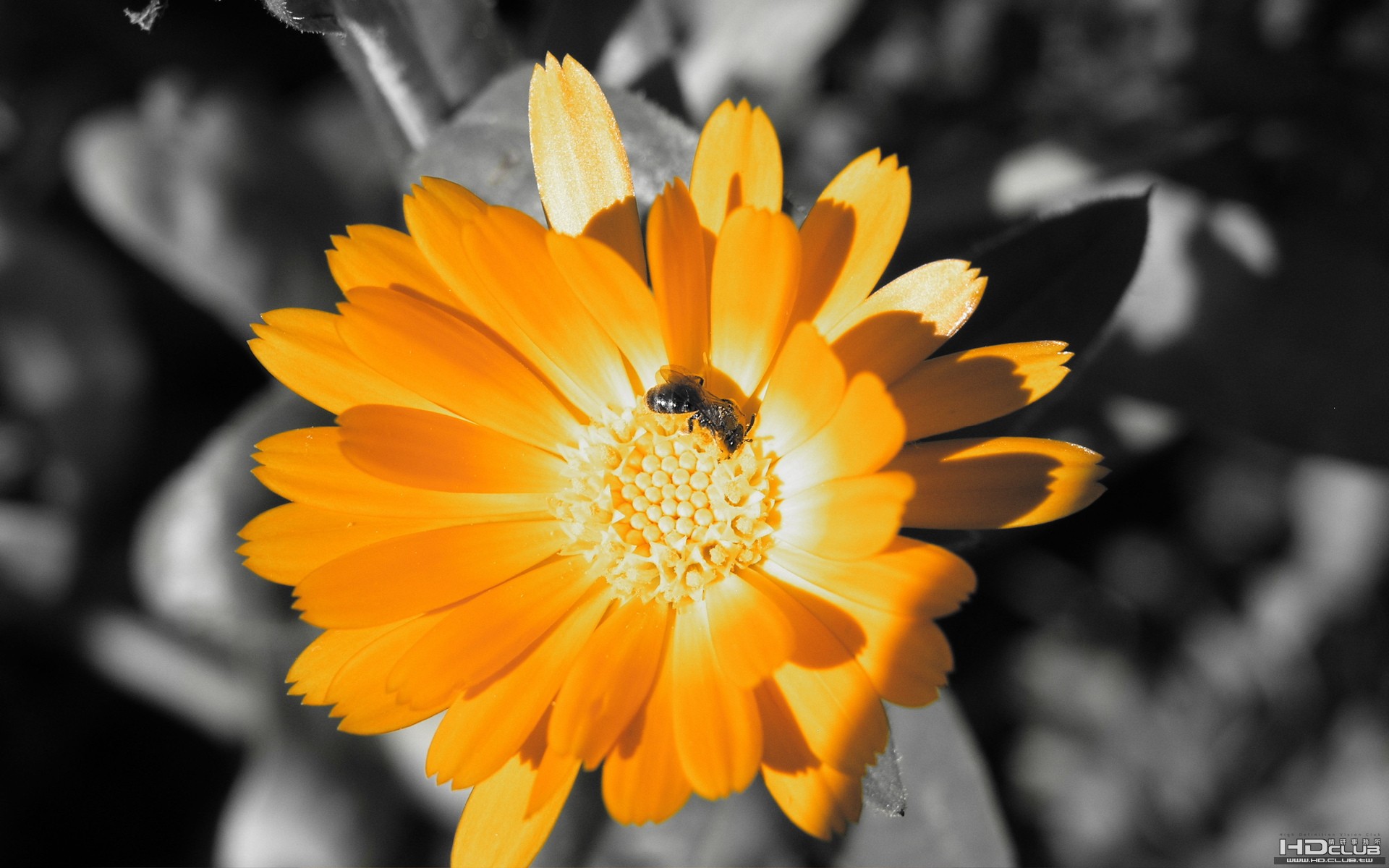 15goldenflower_1920x1200.jpg
