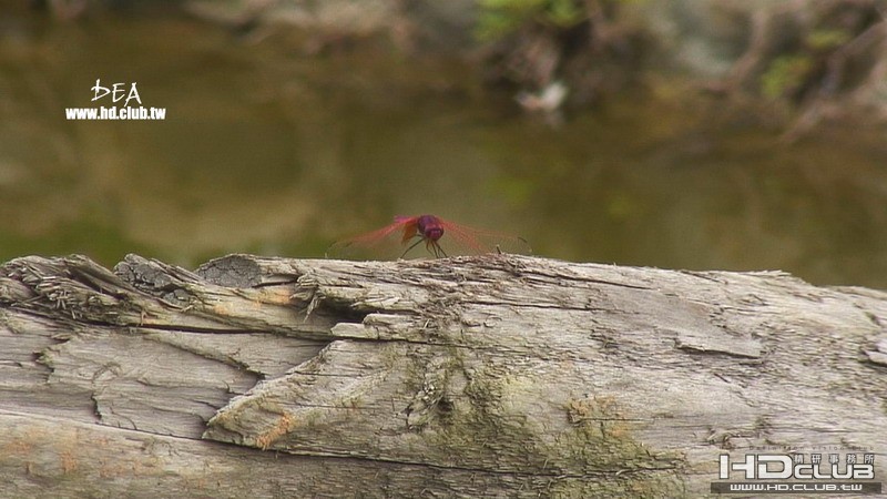 DRAGONFLY.jpg