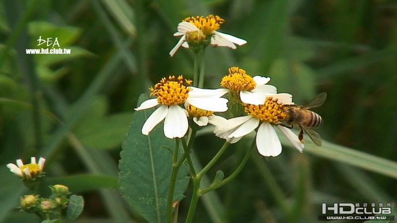 BEE.jpg