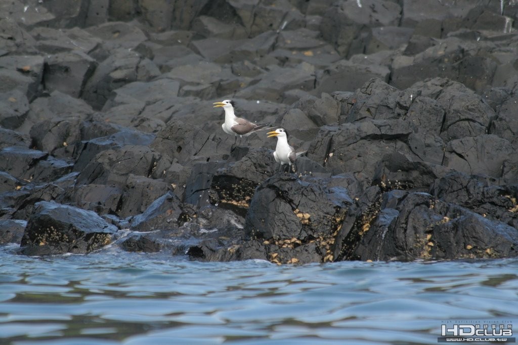 東海錠鉤嶼鳳頭燕鷗