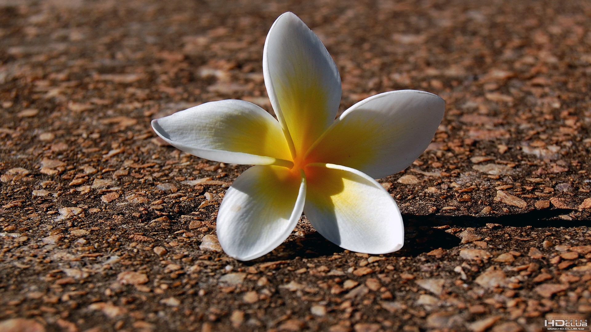 Fallen Flower.jpg