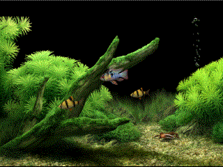 Comp 2.gif