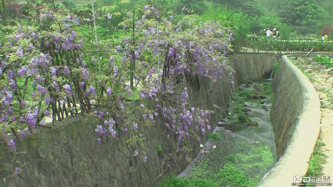 陽明山海芋季[(004400)13-39-55].JPG