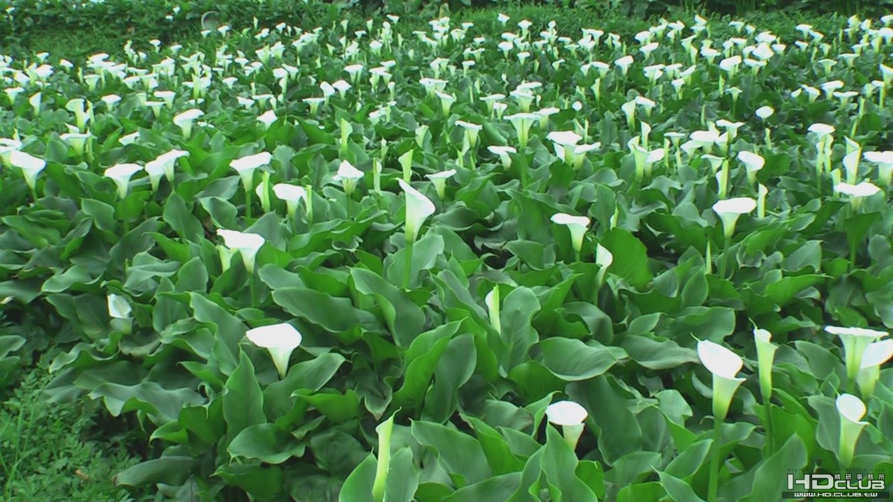 陽明山海芋季[(001173)13-31-51].JPG