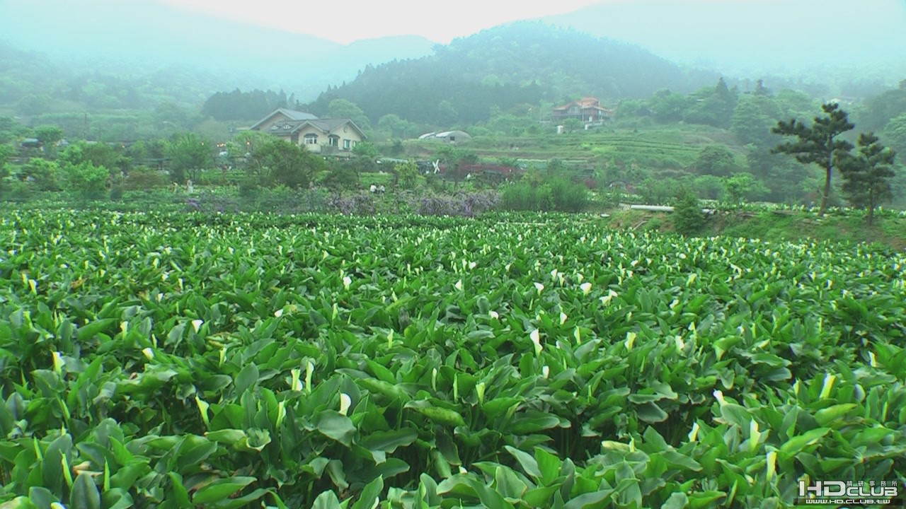 陽明山海芋季[(003126)13-39-09].JPG