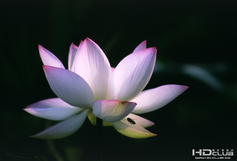 枋寮蓮花01.jpg