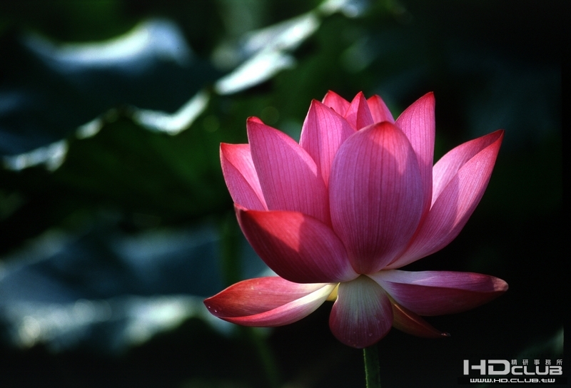 枋寮蓮花04.jpg