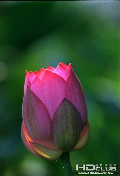 枋寮蓮花02.jpg