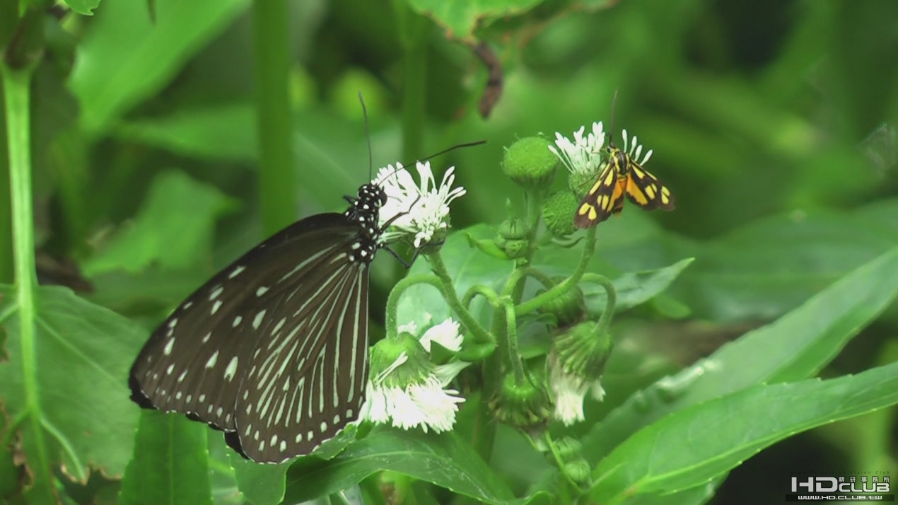 Taiwan butterflies 1920 21Mbps[(004394)10-22-02].JPG