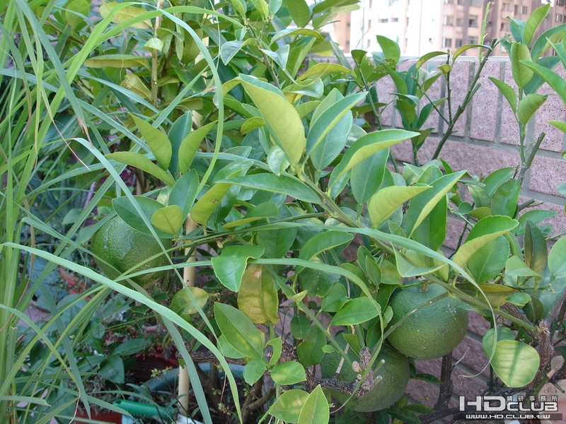 DSC00007_調整大小.JPG