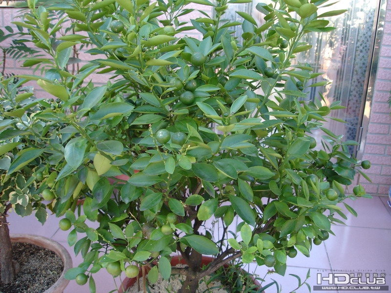 DSC00009_調整大小.JPG