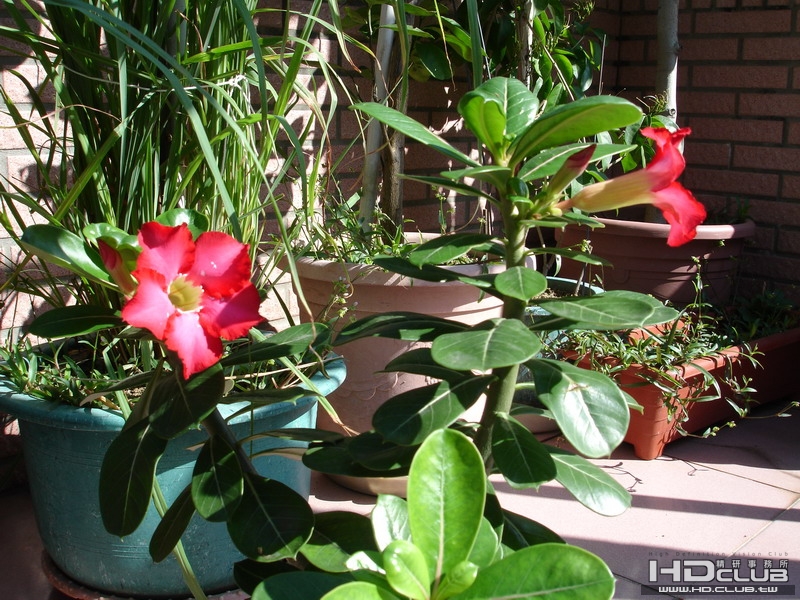 DSC00005_調整大小.JPG