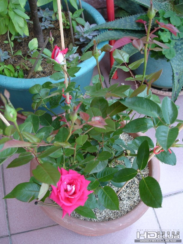 DSC00002_調整大小.jpg