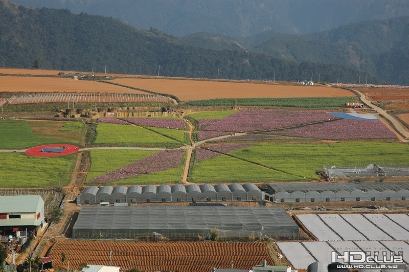 花海的對面山頭鳥瞰圖