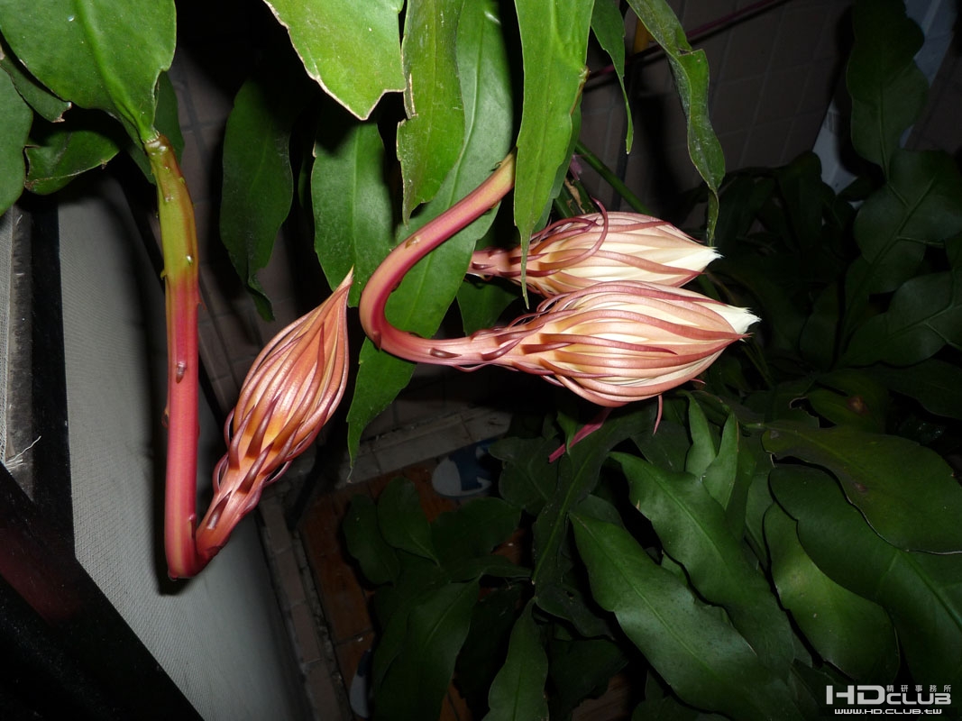 P1000004.JPG