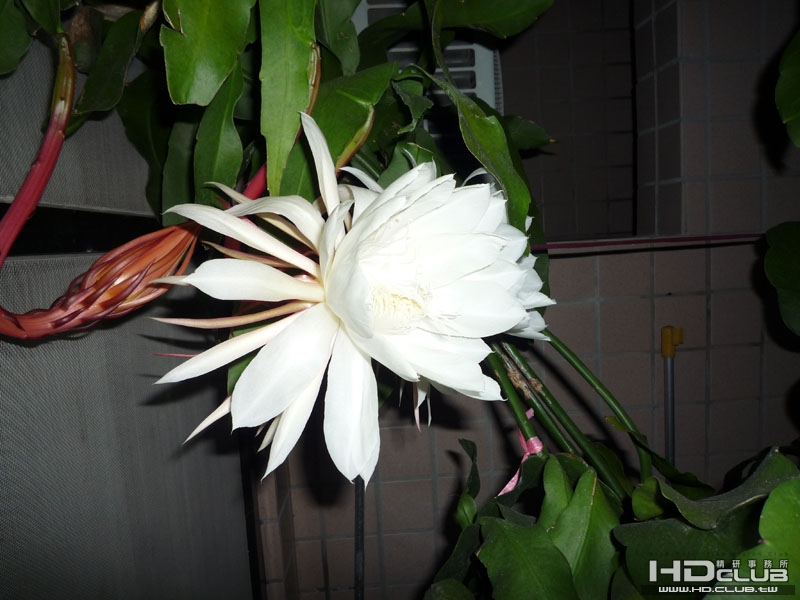 P1000003.JPG