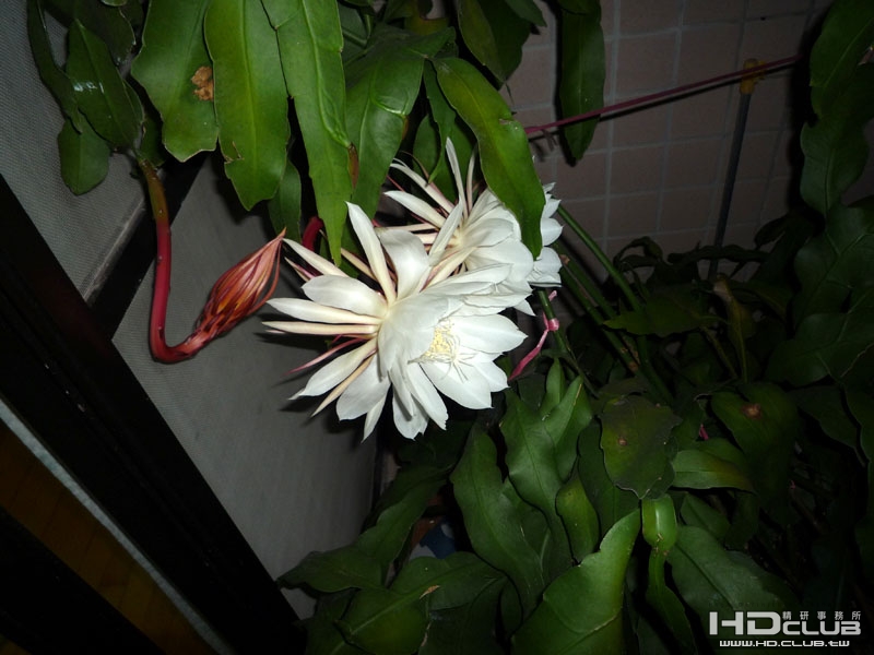 P1000004.JPG