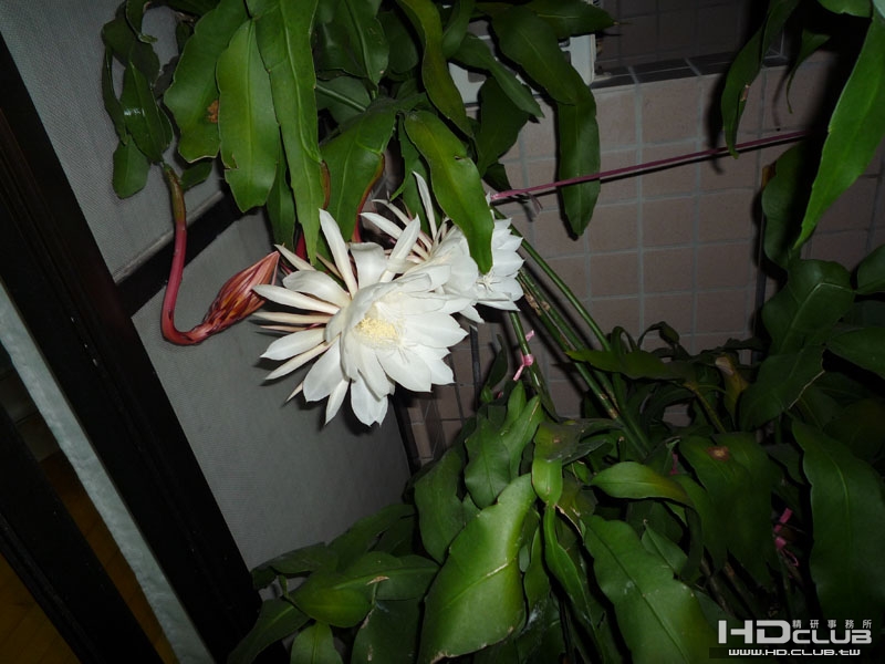 P1000005.JPG